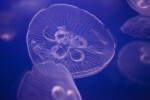 Moon Jelly Detail