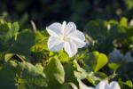 Moonflowers