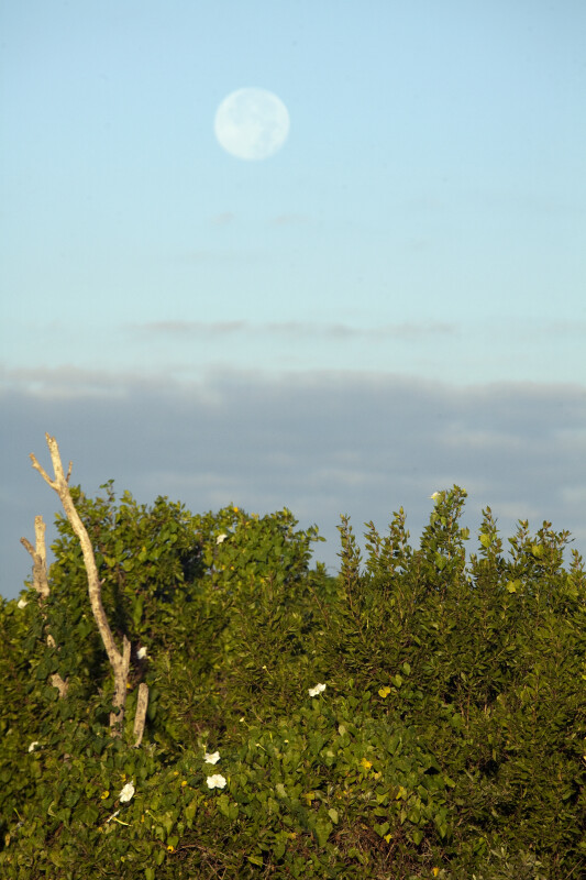 Moonflowers and Moon at Flamingo Campgrounds