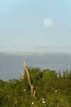 Moonflowers and Moon in Early Morning