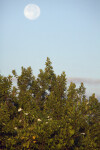 Moonflowers at Flamingo Campgrounds