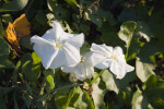 Moonflowers in Bloom