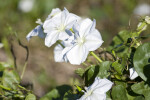 Moonflowers in Bloom