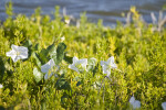 Moonflowers