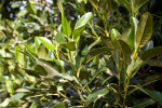 Moreton Bay Fig Leaves