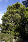 Moreton Bay Fig