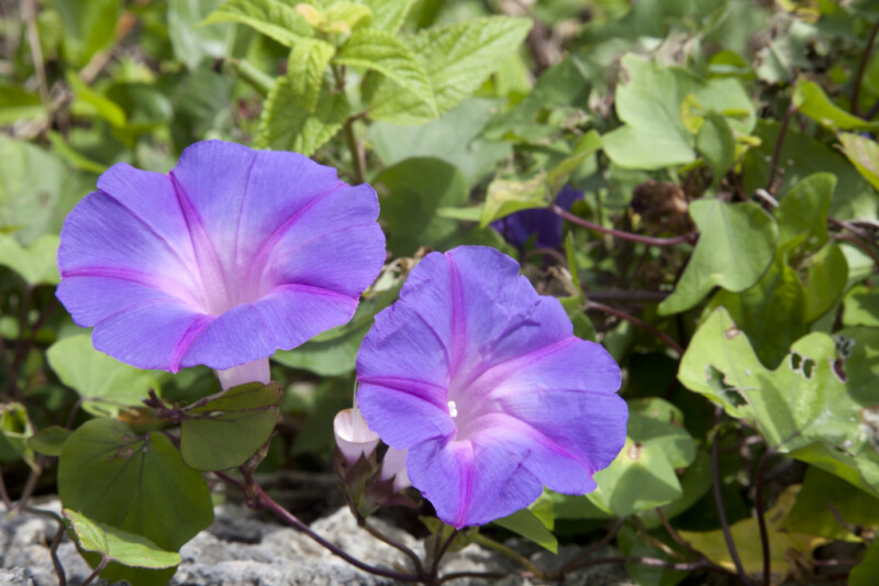 Morning Glory Flowers at Anhinga Trail of Everglades National Park