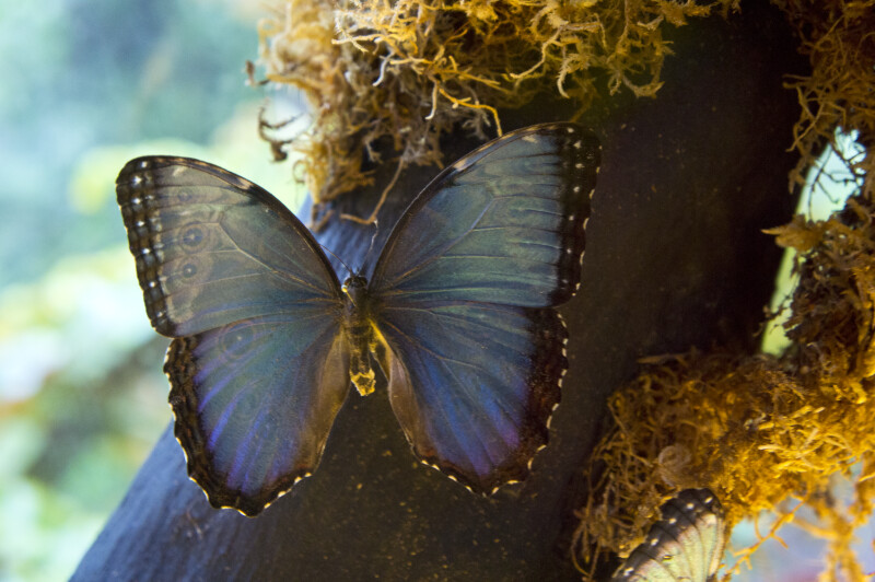 Morpho peleides Butterfly
