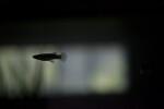 Mosquitofish