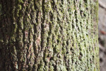 Moss and Small Vine on Tree Trunk
