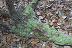 Moss Covering a Tree's Root