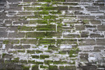 Moss Growing on a Coquina Wall