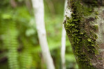 Moss Growing on Side of Tree