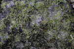 Moss Growing on Trunk of Tree Along Big Cypress Bend Boardwalk