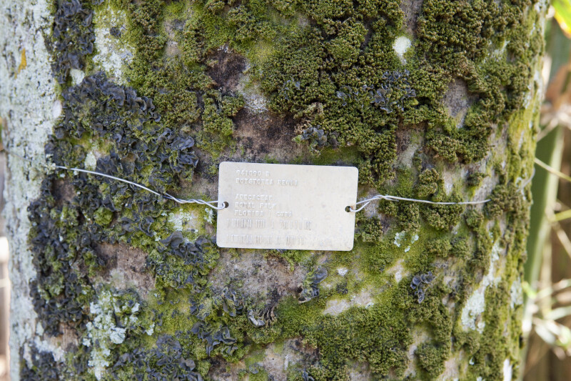 Moss on a Royal Palm with ID Tag