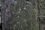 Moss on the Bark of a West Indian Mahogany Tree Trunk