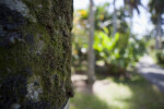 Moss on the Trunk of a Royal Palm