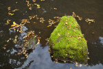 Mossy Rock in Water with Maple Leaves