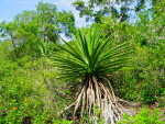 Mound Key Plants