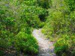 Mound Key State Park Path