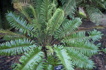 Mountain Blechnum