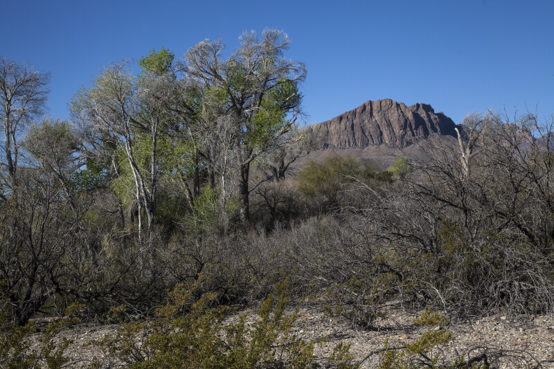 Mountain from the Chihuanhuan Desert Trail of Big Bend National Park