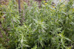 Mountain Mint Plants Growing Vertically