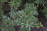 Mountain Pepper Plant