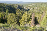 Mountain Valley of Evergreen Trees