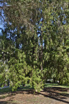 Mourning Cypress with Sunlit Low-Lying Branches and Shaded Upper Branches
