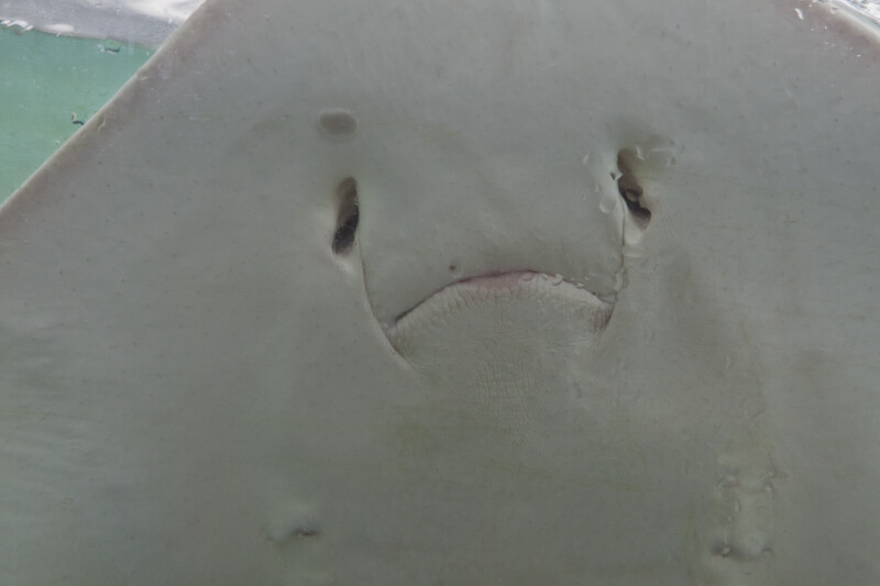 Mouth and Nares of a Stingray