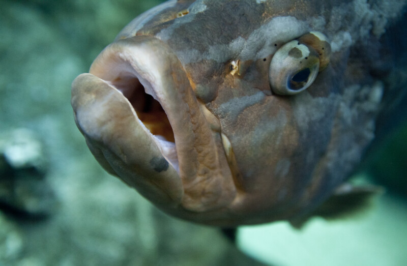 Mouth of a Grouper