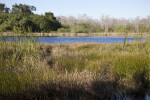 Moving Water and Grass at the Big Cypress National Preserve