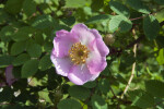 Moyes Rose Flower