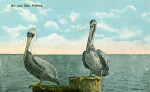 Mr. and Mrs. Pelican