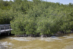 Muddy Saltwater, Mangroves, and a Boardwalk