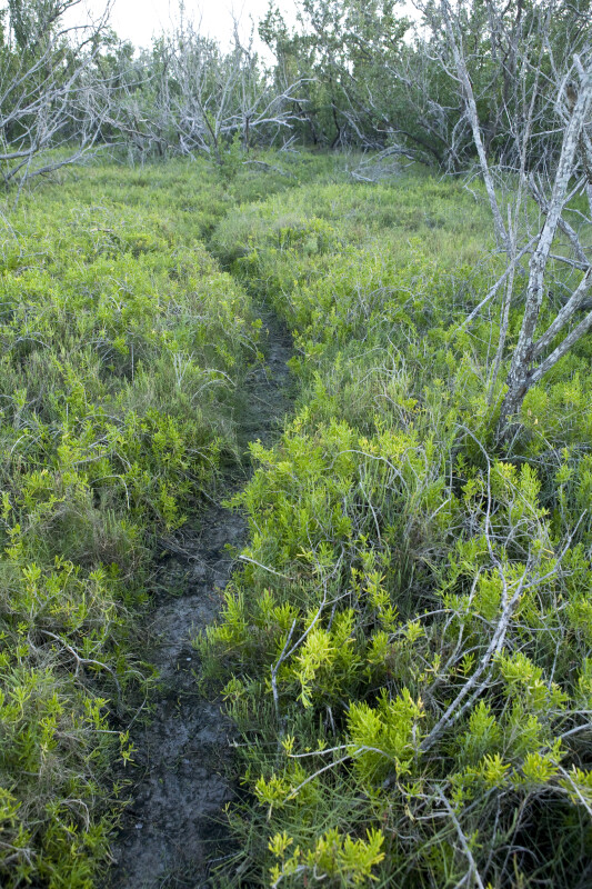 Muddy Trail and Trees