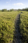 Muddy Trail