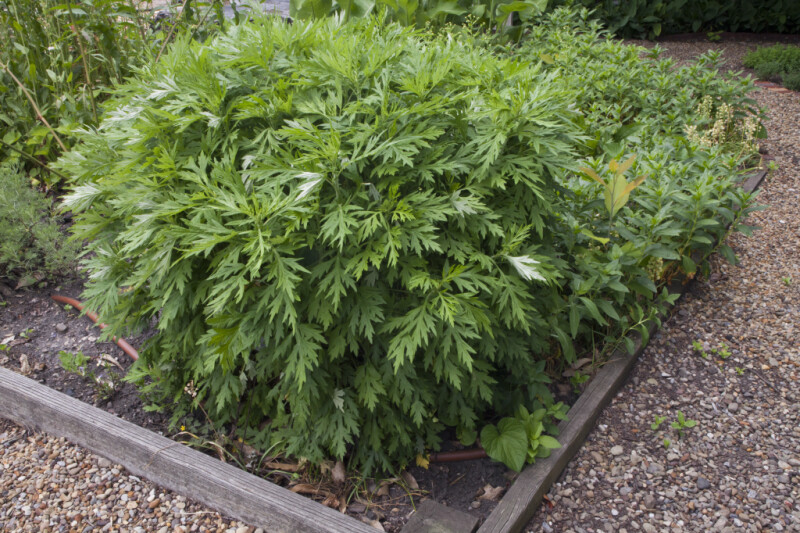 Mugwort Bush Growing in a Bed at Old Economy Village