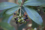 Multi-Colored Berries