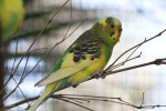 Multi-Colored Budgie