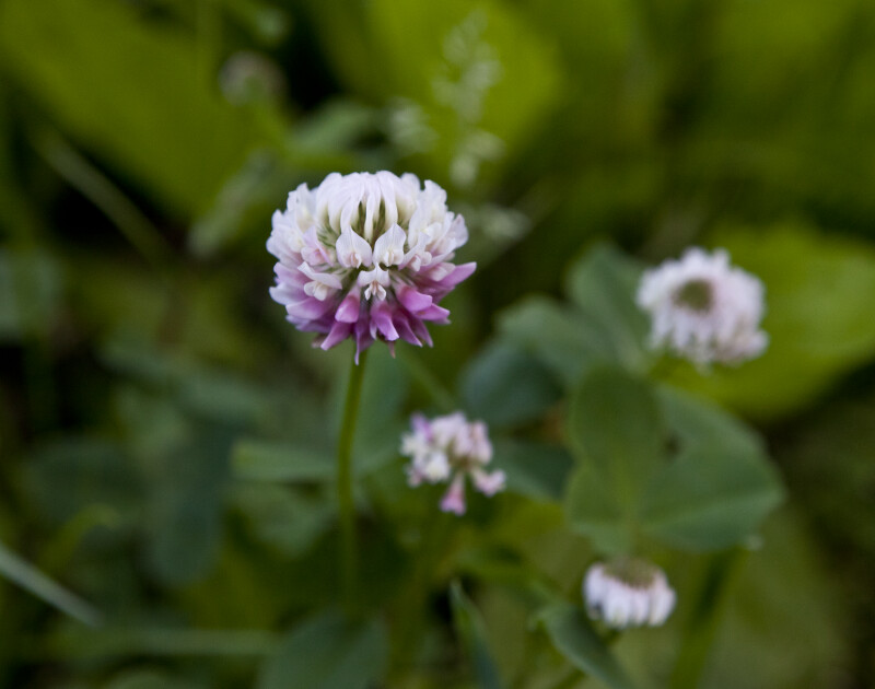 Multi-Colored Flower of a Clover