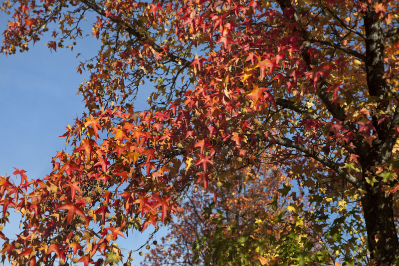 Multi-Colored Leaves of an American Sweetgum Tree