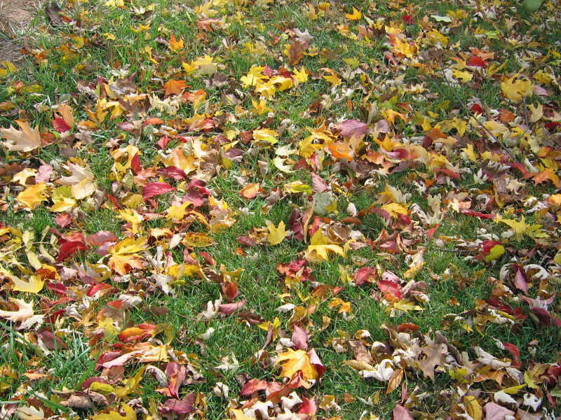 Multi-Colored Leaves on Grass