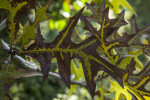 Multi-Colored Turkey Oak Leaf