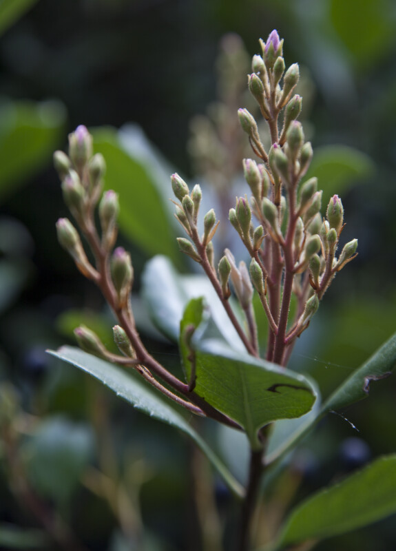 Multiple Flower Buds Extending From Red-Brown Stems