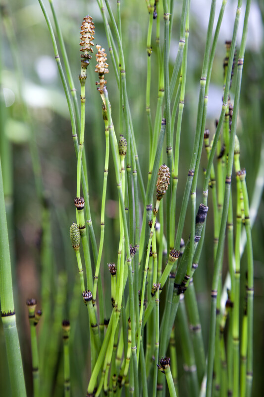 Multiple Horsetail Stems with Strobili