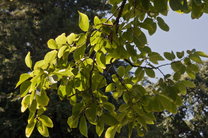 Multiple Leaves on the Branches of a Japanese Zelkova Tree