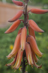 Multiple Red, Hanging Flowers Buds