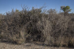 Multiple Thorny Shrubs Along the Chihuanhuan Desert Trail of Big Bend National Park